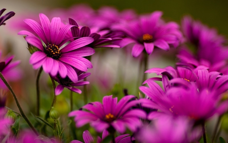 petal, osteospermum, fragility, flowers, depth of field, flowering plant, pink color, purple flowers, pollen, no people, focus on foreground, purple, inflorescence