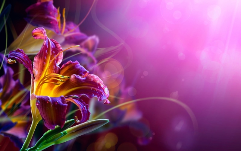 flowers, water, sea, purple, flowering plant, flower, nature, inflorescence, graphics, plant, beauty in nature, 720P, lilies, pink color, vulnerability