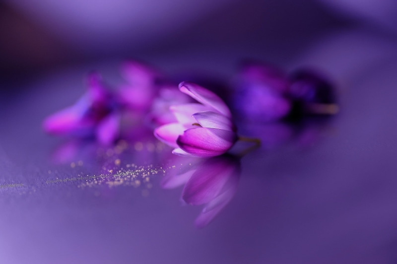 petal, inflorescence, flower, purple background, plant, no people, broad, purple, beauty in nature, selective focus, fragility, 1080P, pink, flower head