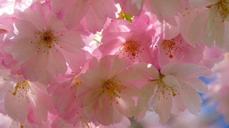 pink, spring, macro photography, branch, cherry blossom, close up, 4K, blossom, plant, flora, flower, petal