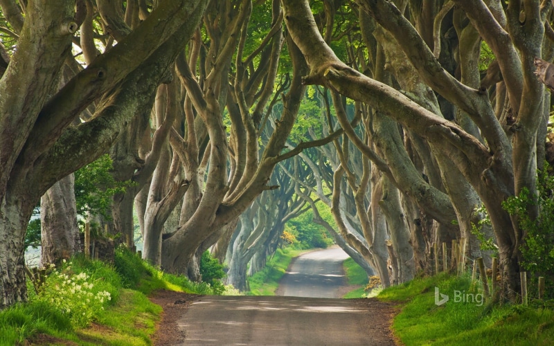 northern, road, land, outdoors, day, forest, treelined, dark, beauty in nature, branch, the way forward, hedges, tree trunk, tranquility, ireland, 1080P