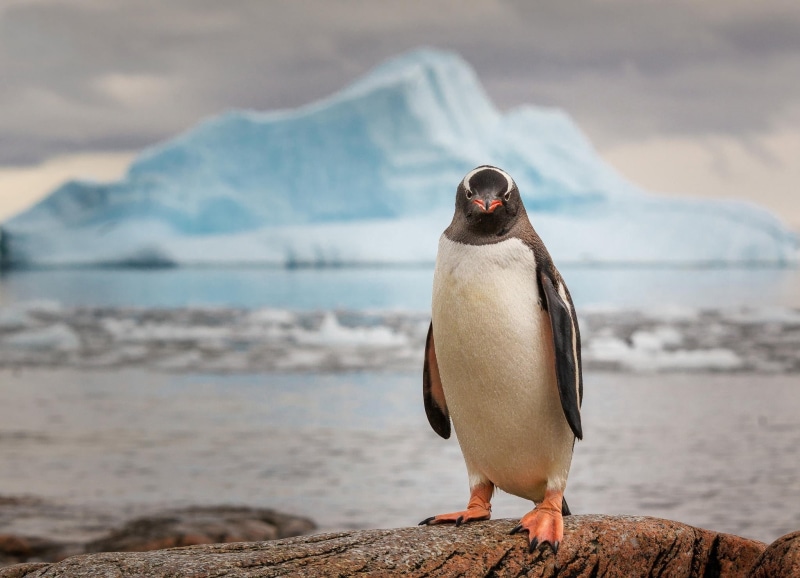 rock, vertebrate, outdoors, sea Bird, coastline, island, one animal, animals In The Wild, seagull, iceland, chile, water, beak, white, gentoo Penguin, snow