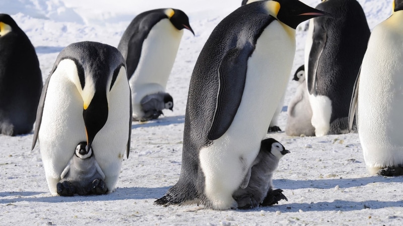 animal themes, animal, frozen, black, group of animals, water, white, 1080P, animal family, ice, animals, white color, cold temperature, penguin, snow