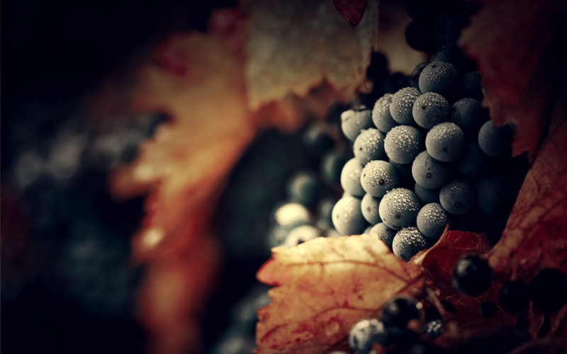 plant part, crop, close-up, healthy eating, 2K, day, plant, wine, nature, no People, ripe, harvesting, organic, vineyard, agriculture, macro, land, vine