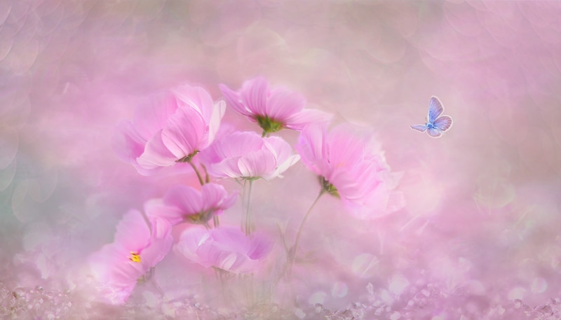 macro, petal, insect, pastel colored, freshness, bokeh, nature, romance, romantic, garden, tender, growth, vulnerability, pink color, floral, pink, flowers