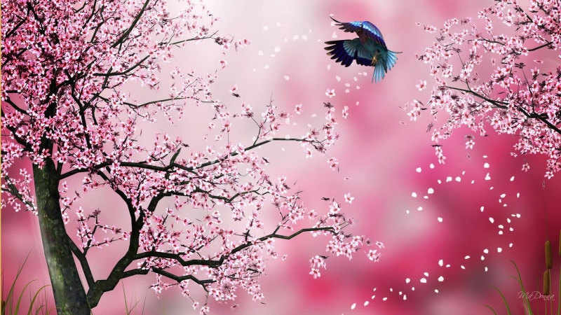 oriental, teal, blue, sakura, spring, firefox persona, 1080P, pink, 3d and abstract, illustration, cherry, blossoms, flowers, abstract, red, japanese
