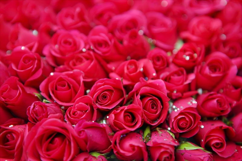 large group of objects, spring, bright, garden, romance, emotion, fresh, full frame, flowering plant, rose, white, petal, flower, rose - flower, beautiful