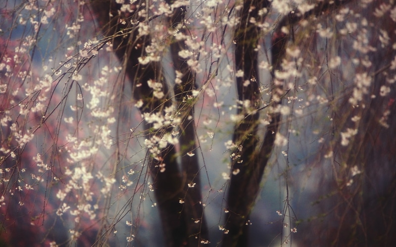 Trees, Flowering, 1080P, Spring, Cherry, Flowers