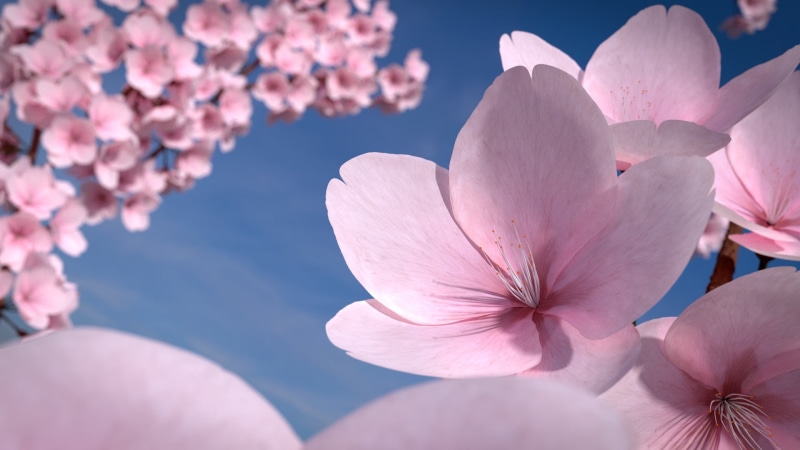 cherry blossom, beauty in nature, flowering plant, flower, 1080P, selective focus, fragility, inflorescence, no people, flowers, outdoors, petals, cherry