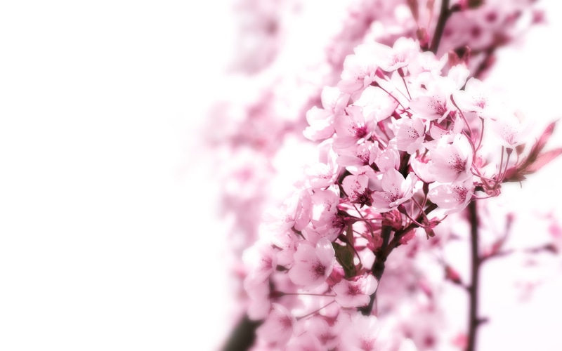 nature, cherry, blossom, flower, tree, hd, blossoms, 720P