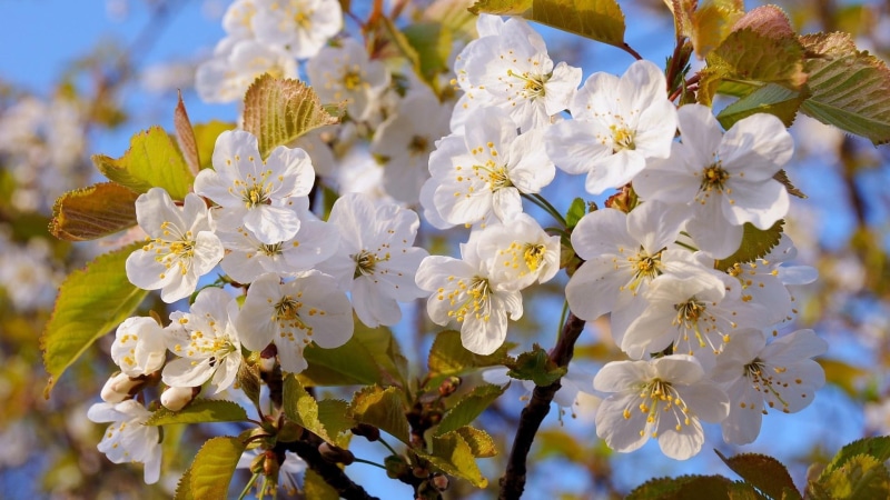cherry, gorgeous, nature and landscapes, 1080P, trees, blossoms, nature, flowers, cherries, blooms