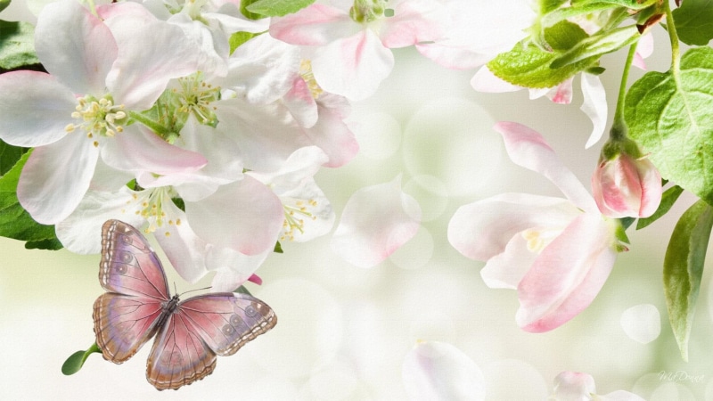 summ, blossoms, cherry blossoms, sakura, 1080P, bokeh, butterfly, spring, pink, bubbles, firefox persona, light, soft