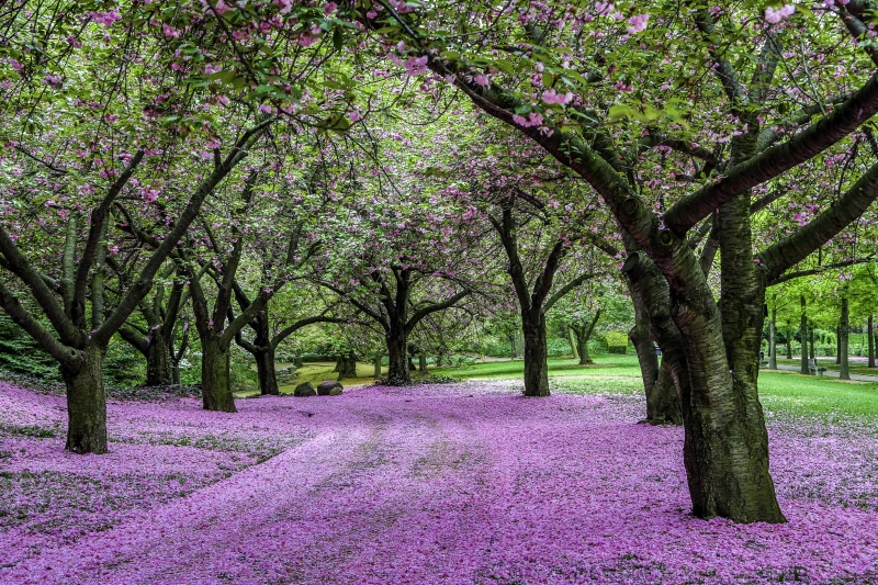 springtime, 5K, New York, outdoors, flower, cherry  trees, tall, Brooklyn Botanical Gardens, blossom, Esplanade, plant, landscape photography, landscape