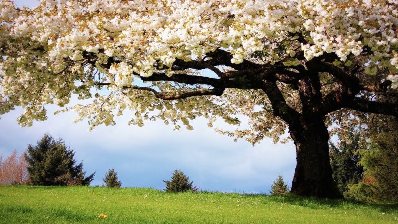 tree, cherry, flowers, nature, hd, 1080P, blossom