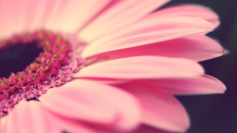 flower, black background, beauty in nature, gardening, freshness, no people, flowers, close-up, purple, pink, pollen, nature, flower head, selective focus