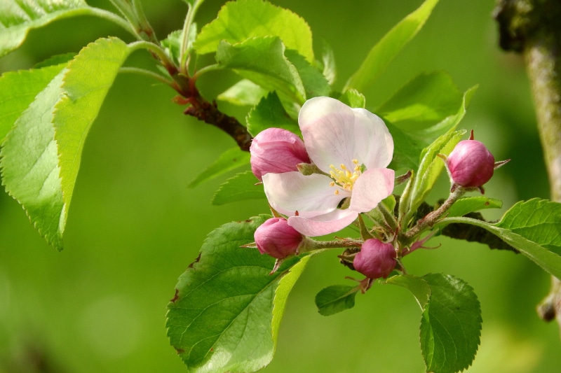 close-up, flower, petaled, flower Head, vulnerability, fragility, flowering tree, white, plant, apple-blossom, nature, outdoors, tree, surrounded, green Color