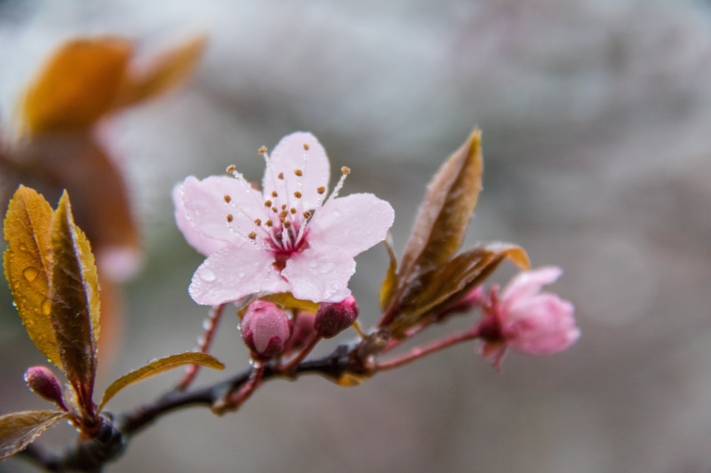 blossom, springtime, focus, tree, photography, dagg, selective, selective focus, leaf, dew, plant, season, 5K, nature, pink Color, flower, close-up, pink