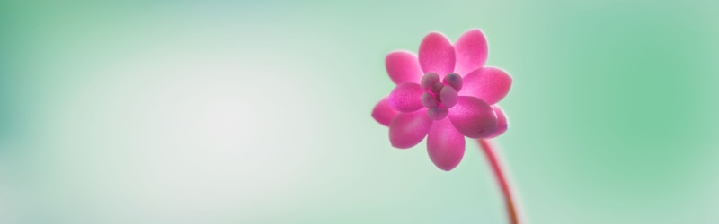inflorescence, petal, pink, flower, close-up, no people, freshness, flowering plant, petaled, fragility, nature, flower head, plant, orchid, softness, vulnerability