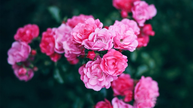 plant, vulnerability, no people, flowers, rose, beauty in nature, pink, flowering plant, flower head, flower, outdoors, inflorescence, bunch of flowers