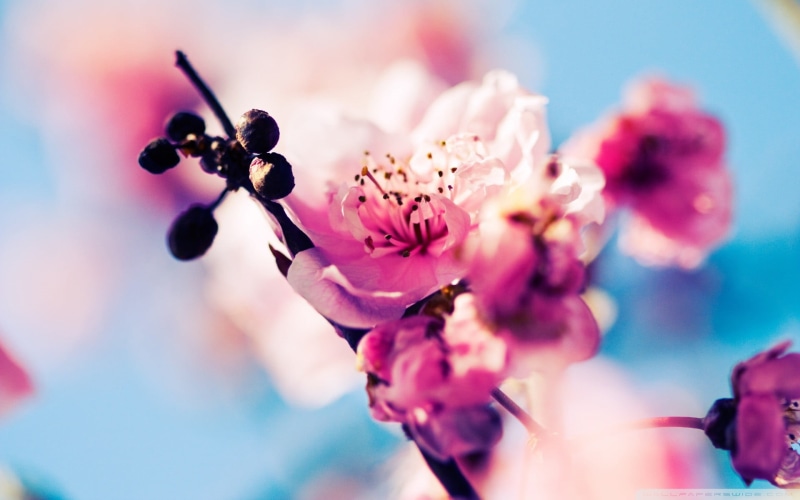 selective Focus, freshness, flowers, focus on foreground, leaf, summer, branch, petal, flower Head, 1080P, cherry Blossom, japan, plant, close-up, spring