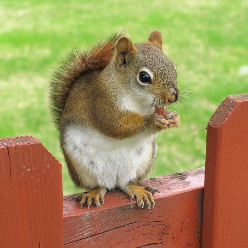 red, outdoors, Canon PowerShot G7, Sciuridae, squirrel, Red Squirrel, rodent, whit, Québec, eating, rongeur, cute, Tamiasciurus hudsonicus, nature, fluffy