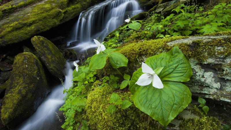 leaves, waterfall, water, forest, nice, flower, amazing, rocky, flowers, beautiful, stones, foam, whit, moss, stream, petaled, 1080P, grove, forests