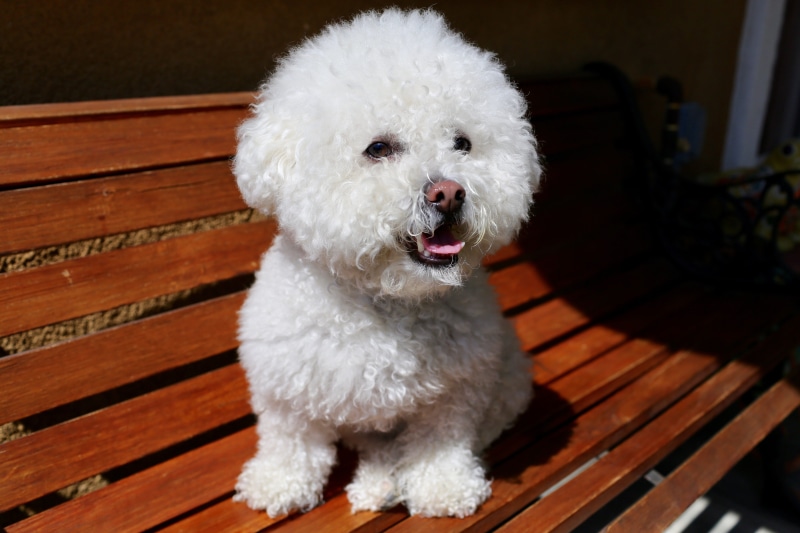cute, wood - material, looking away, wooden, fur, puppy, dog, bench, animal hair, domestic animals, seat, one animal, mammal, no people, portrait, animal head