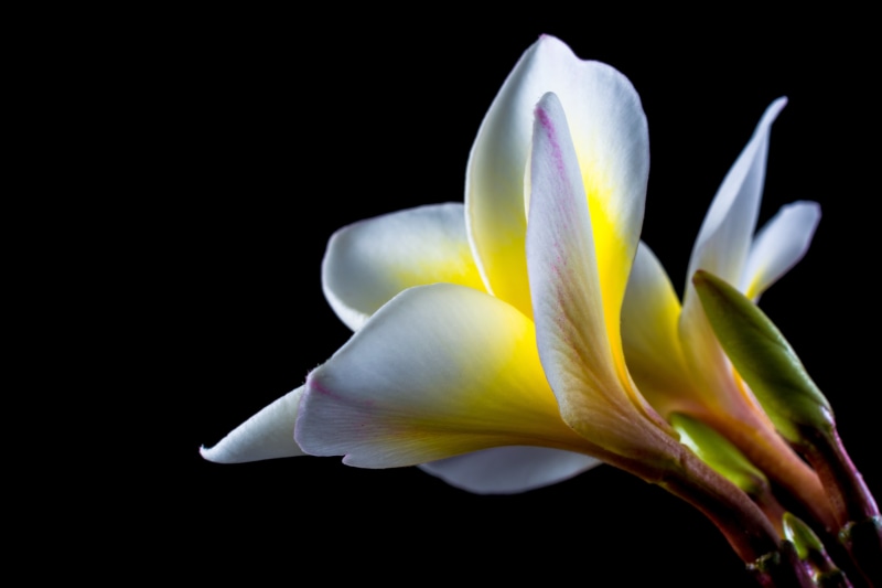 nature, whit, ornamental flower, national flower, flower, ornamental plant, indoors, temple tree, focused, flor de cebo, photo, springtime, plumeria, yellow