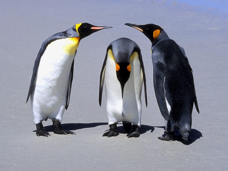 antarctica, waddling, south Pole, black, gentoo Penguin, animal themes, whit, sea, polar Climate, beak, beach, animals In The Wild, bird, togetherness