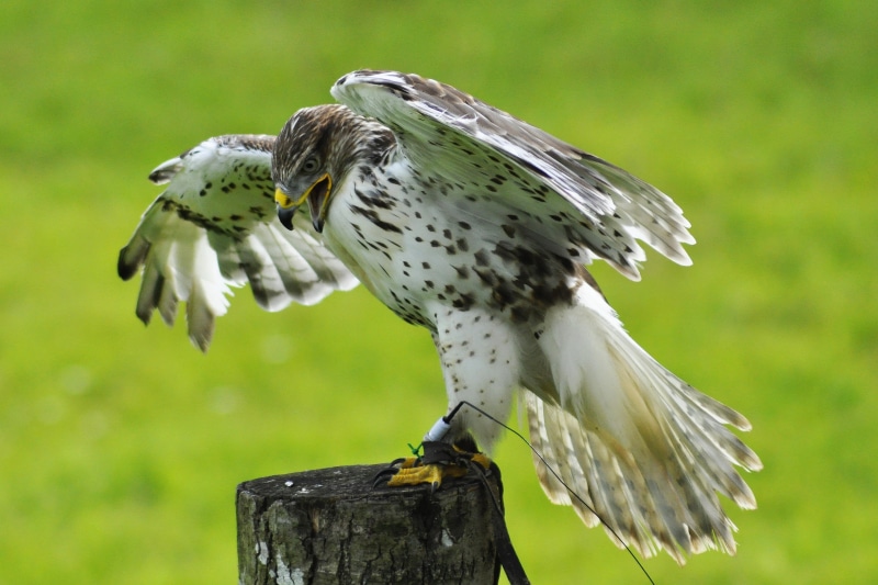 focus on foreground, animal themes, whit, flapping, wood, animal wing, day, bird, motion, falcon, outdoors, animal wildlife, beak, carnivore, animal, hawk - Bird