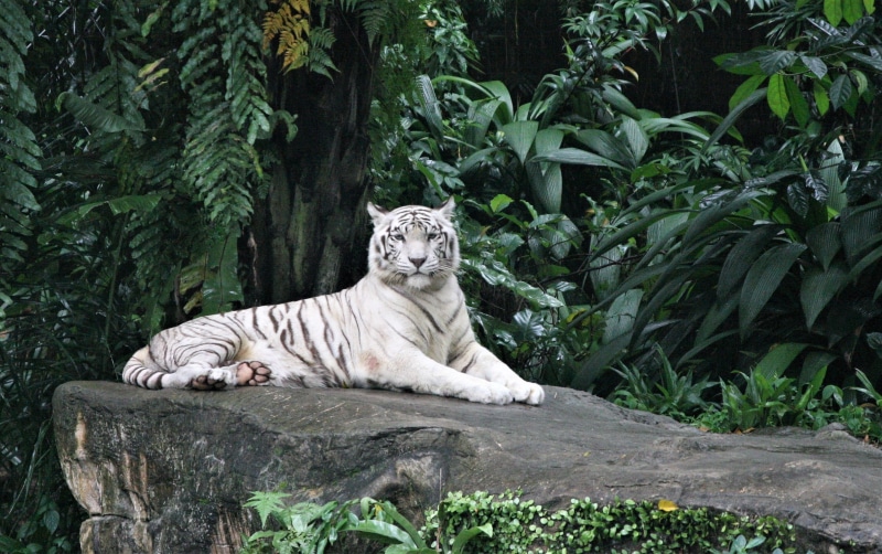 rock, animal wildlife, tiger, whit, 2K, predator, feline, gray, nature, animal, one animal, wild, white, lying, white tiger, mammal, plant, cat, wildlife