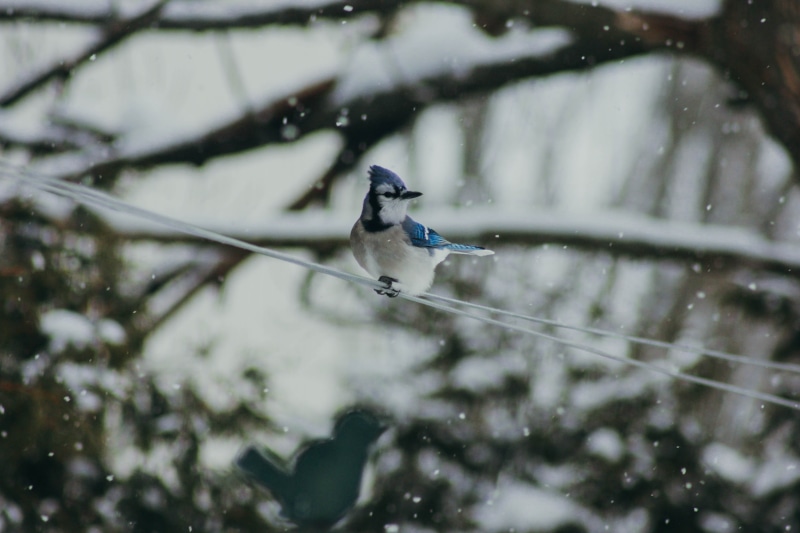 vertebrate, cable, blue jay, jay, winter, outdoors, closeup, cold temperature, animal themes, bluejay, 5K, animal wildlife, beack, animal, wire, animals in the wild