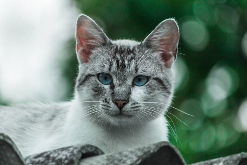 cat, domestic, vertebrate, looking at camera, 5K, animal eye, one animal, domestic animals, lying, domestic cat, focus on foreground, gray, no people