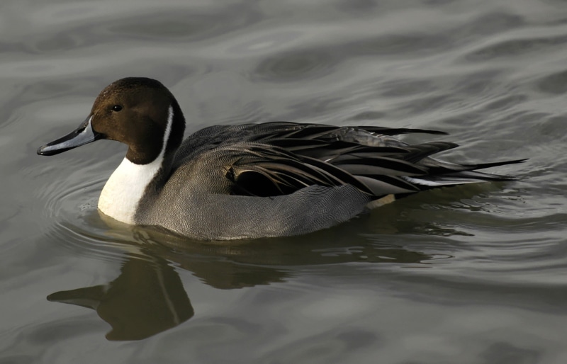 bird, northern, nature, swimming Animal, pond, water Bird, duck, feather, world of birds, wildlife, 1080P, pintail, water, Anas acuta, animals In The Wild