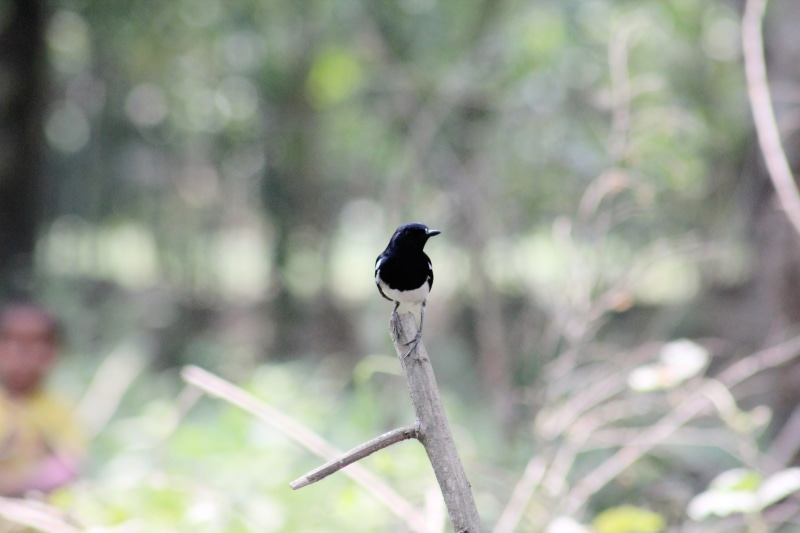 day, vertebrate, focus on foreground, natural, animal, forest, bird, plant, animals in the wild, animal themes, outdoors, one animal, zoology, no people