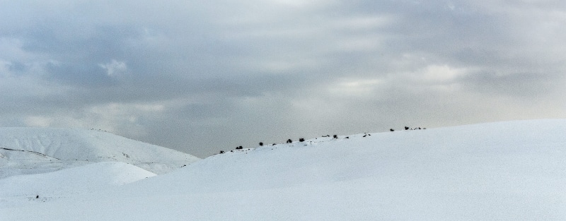 snowcapped mountain, scenics - nature, cold, animals in the wild, large group of animals, no people, bird, animal wildlife, group of animals, horizon, snow