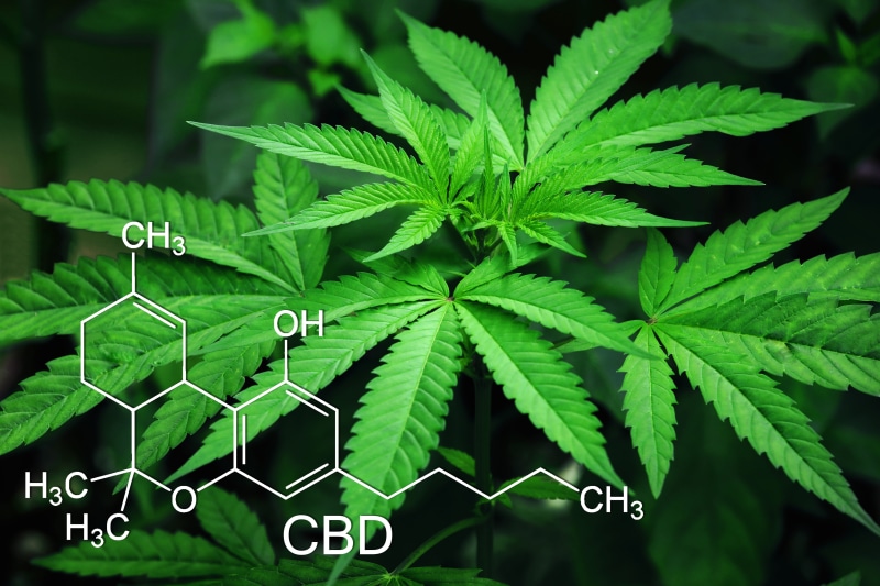 drugs, close-up, cannabis plant, agriculture, healthcare and medicine, day, no people, sign, leaves, cannabis, hemp, plant, fragility, green color, weed