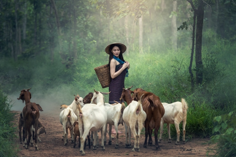 grass, basket, animal wildlife, farmland, green, thailand, standing, adult, animal themes, hugs, 2K, one person, outside, lifestyle, group of animals