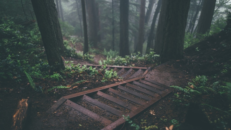 scenics, wood - Material, nature, stairs, bench, day, footpath, forest, tree, brown, autumn, woodland, 2K, sunlight, beauty In Nature, green, no People