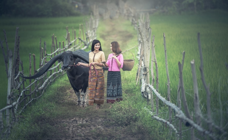 laos, strong, cambodians, mammal, adult, girl, water, near, domestic, indonesian, standing, two, pathetic, road, field, woman, operator, grass, dirt, for farming