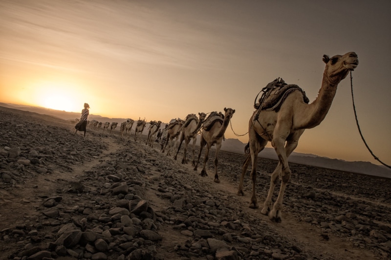 road, arabia, nature, walking on, camel  caravan, walking, camels, sahara Desert, work, landscape, dirt road, Salt, dromedary Camel, sand, ethiopia, F2