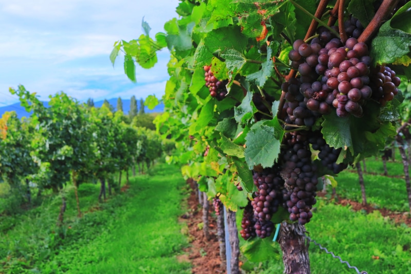 ripe, plant part, rural scene, vines, plant, growth, landscape, no people, winemaker, autumn, sunny, farm, grapes, wine harvest, green grapes, organic