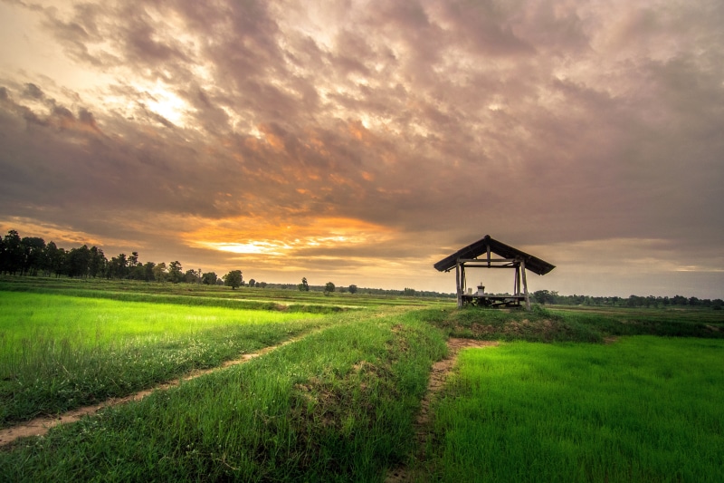 sun, sky, animals, farmer, tranquil scene, plant, culture, shed, life, field, traditional, home outside, environment, sunset, pathetic, girl, mead, buffalo