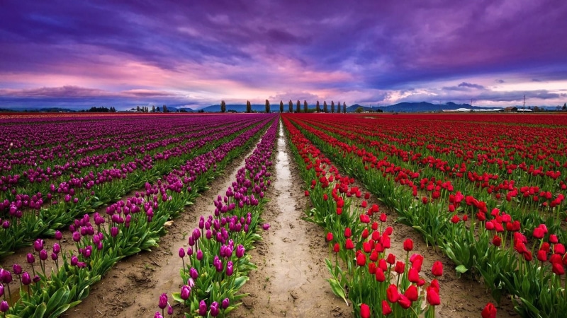sky, field, purple sky, flower field, tulip field, spring, tulip, tulips, 1080P, farm, flower, netherland, netherlands, keukenhof, plantation, lisse, tulip farm