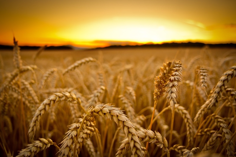 corn - Crop, stem, plants, bread, ripe, wheat, wheats, scenics - nature, cereal Plant, land, backgrounds, crop, photography, organic, tranquil scene, sunlight