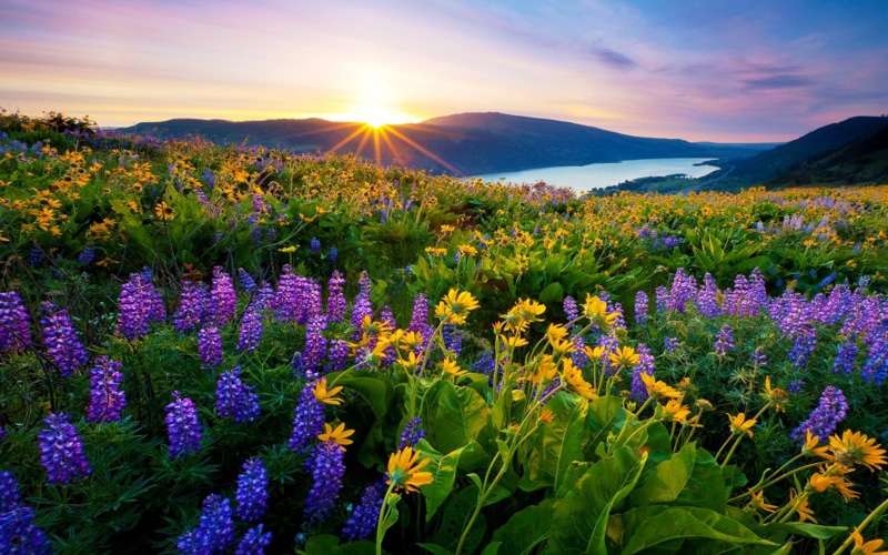 mountain, sky, flowerbed, freshness, meadow, outdoors, sunbeam, nature, gardening, growth, flowers, cloud - sky, rays, agriculture, sun, first