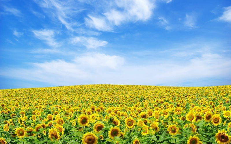 land, flowers, outdoors, nature, springtime, beauty in nature, meadow, agriculture, sunflowers, tranquility, yellow, 1080P, tranquil scene, flower, plant