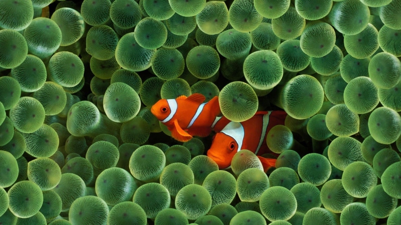 orange color, animal wildlife, water, sea anemone, vertebrate, clownfish, two, animals in the wild, undersea, clown, animal, fishes, invertebrate, sea life