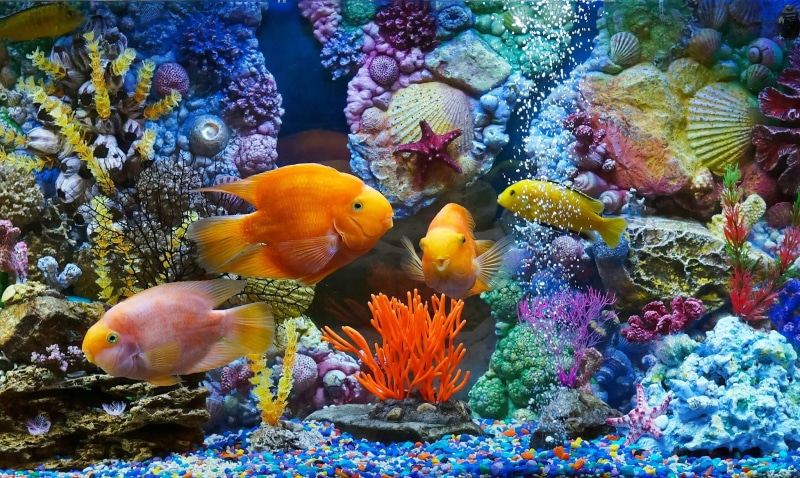 shells, coral, fish, kinds, fishes, corals, reefs, 1080P, aquarium