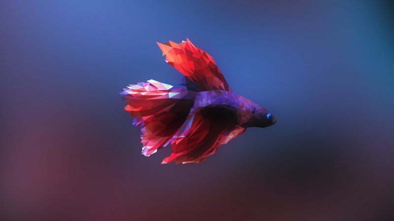 no people, purple, beauty in nature, indoors, fish, studio shot, colored background, low poly, close-up, petal, freshness, blue background, vulnerability